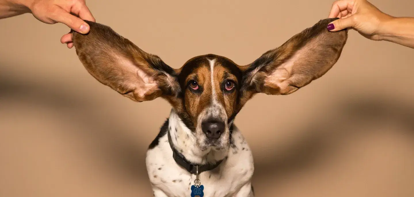 Are You All Ears Unlock Your Business Strategy By Listening and Engaging